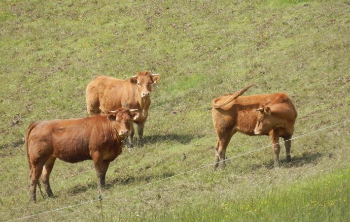 Vaches dans une prairie